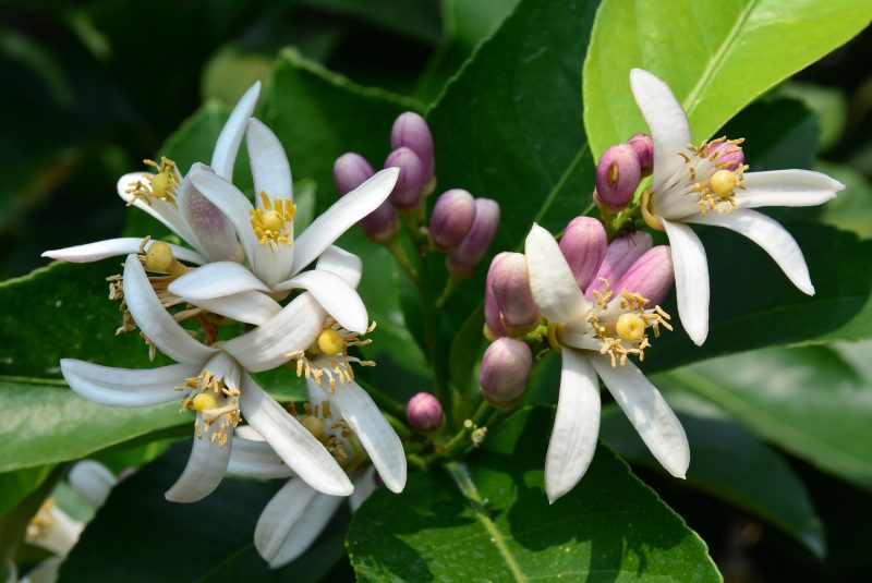 檸檬 不是你想的那樣 快來顛覆你的刻板印象 愛料理生活誌
