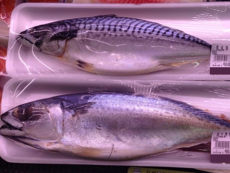 看漁事長知識 秋風起 臺灣鯖魚 尚青 為何市場充斥挪威鯖魚 愛料理生活誌