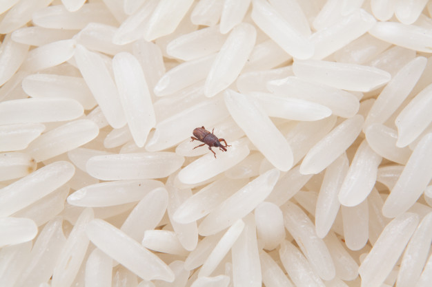 米裡發現米蟲怎麼辦 還能吃嗎 如何保存米粒才正確 愛料理生活誌